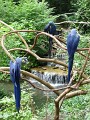 Hyacinth Macaws